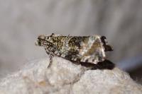 Celypha lacunana