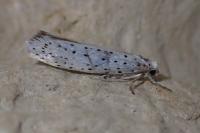 Yponomeuta evonymella