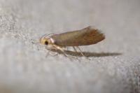 Crassa unitella