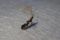 Calybites phasianipennella