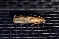 Eucosma