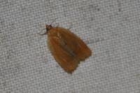 Clepsis consimilana