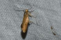 Crassa unitella