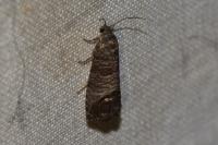 Cydia pomonella