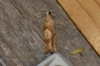 Eucosma conterminana