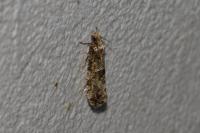 Morophaga choragella