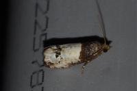 Notocelia roborana