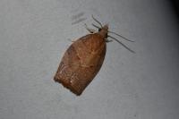 Pandemis heparana