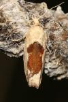 Epinotia solandriana