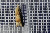 Eucosma conterminana