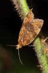 Epagoge grotiana