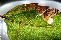 Stigmella nylandriella