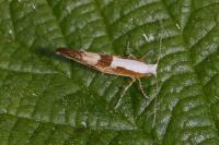 Argyresthia pruniella