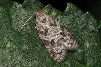 Cnephasia