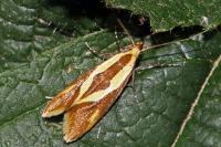 Harpella forficella