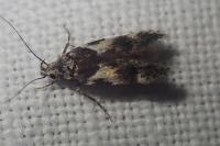 Teleiodes luculella