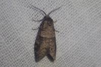 Penestoglossa dardoinella