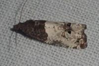 Notocelia roborana