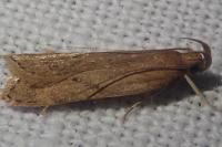 Helcystogramma lutatella