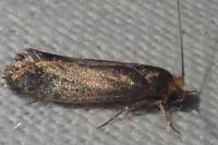 Cephimallota crassiflavella