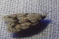 Symmoca signatella