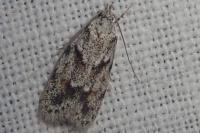 Symmoca signatella