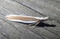 Dichomeris marginella