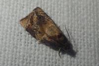 Ditula angustiorana
