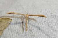 Emmelina monodactyla
