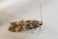Chionodes electella
