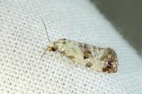 Neocochylis hybridella