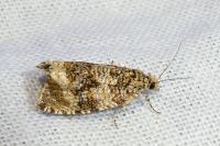 Celypha lacunana