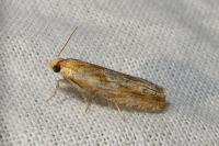 Eucosma gr. cana