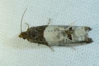 Notocelia roborana