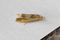 Eucosma conterminana