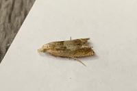 Eucosma conterminana