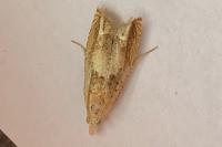 Eucosma conterminana