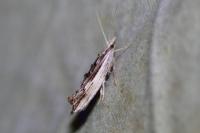 Ypsolopha scabrella
