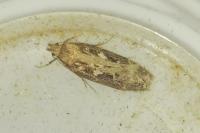 Gelechia sororculella