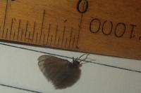 Apterona helicoidella
