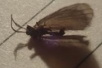 Apterona helicoidella
