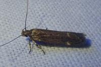 Aroga velocella