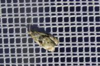 Phalonidia manniana/udana