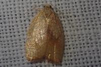 Acleris forsskaleana