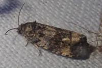 Endothenia gr. gentianaeana