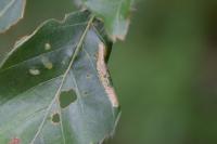 Phyllonorycter maestingella