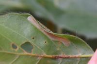 Phyllonorycter maestingella