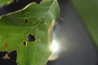 Phyllonorycter maestingella
