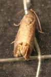 Cydia pomonella