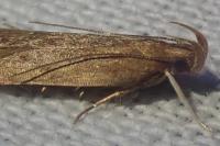 Helcystogramma lutatella